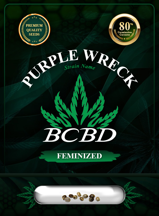 Purple Wreck Strain Feminized Marijuana Seeds