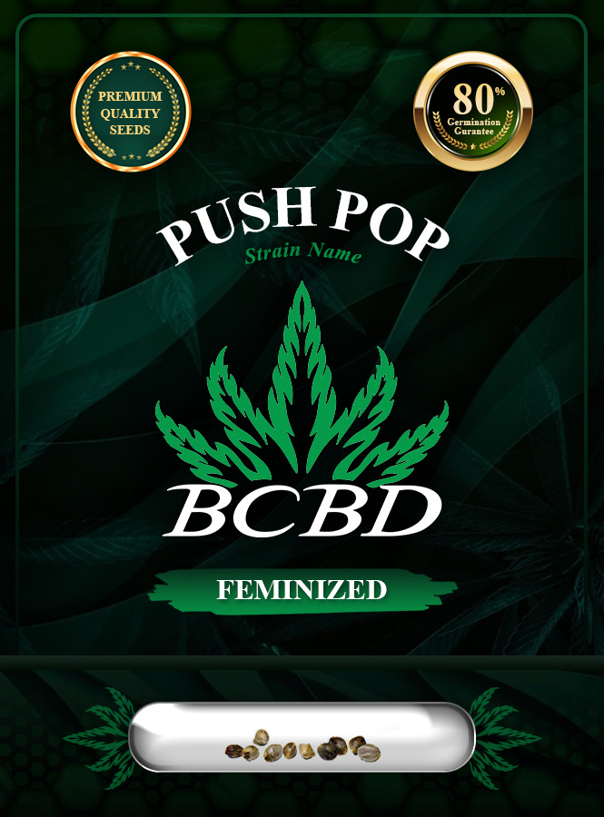 Push Pop Strain Feminized Marijuana Seeds