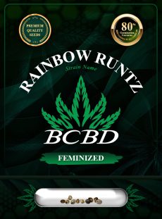Rainbow Runtz Strain Feminized