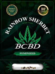 Rainbow Sherbet Strain Feminized