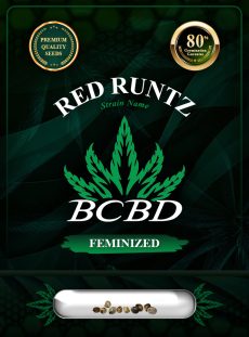 Red Runtz Strain Feminized