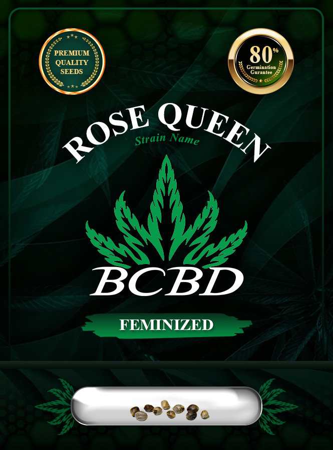 Rose Queen Strain Feminized Marijuana Seeds