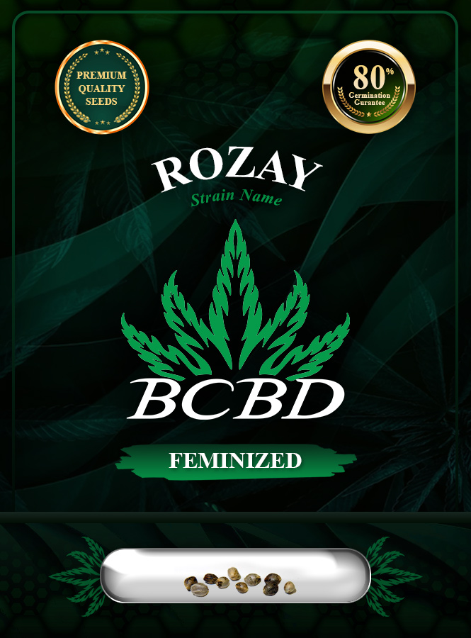 Rozay Strain Feminized Marijuana Seeds