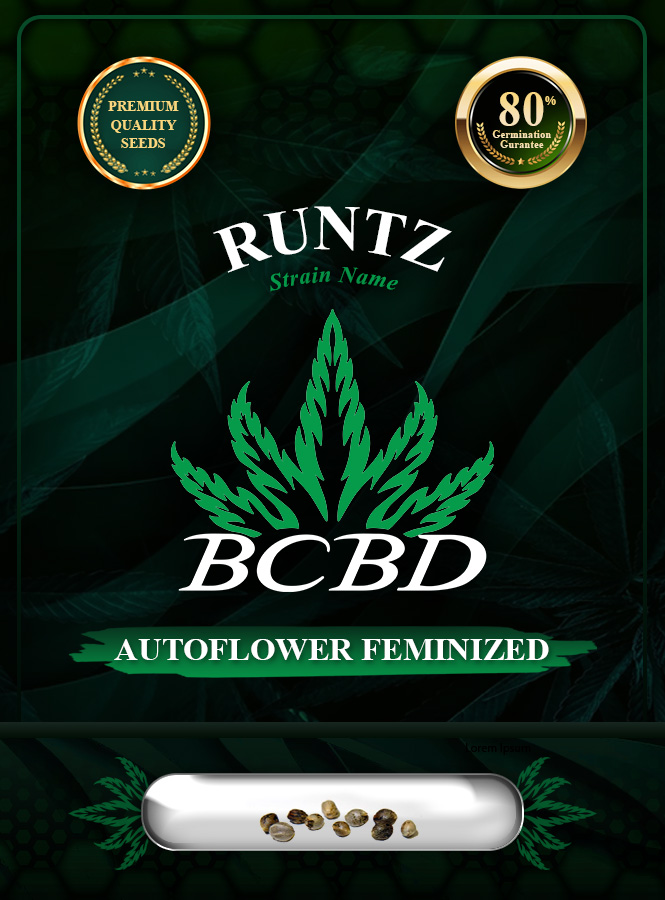 Runtz Strain Autoflowering Marijuana Seeds