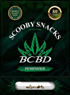 Scooby Snacks Strain Feminized