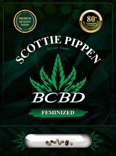 Scottie Pippen Strain Feminized