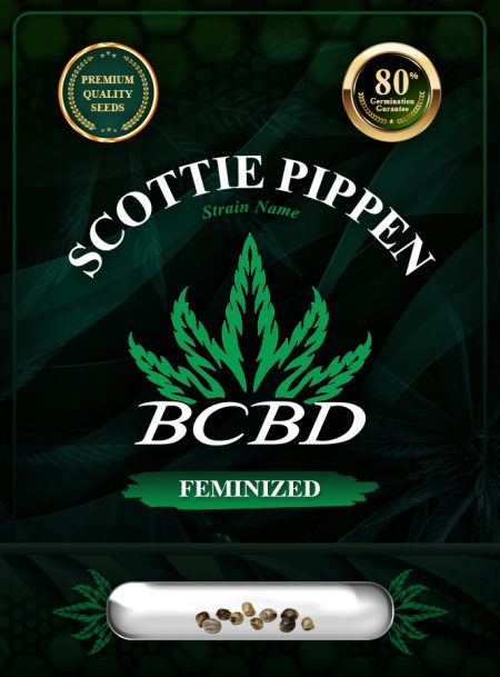 Scottie Pippen Strain Feminized