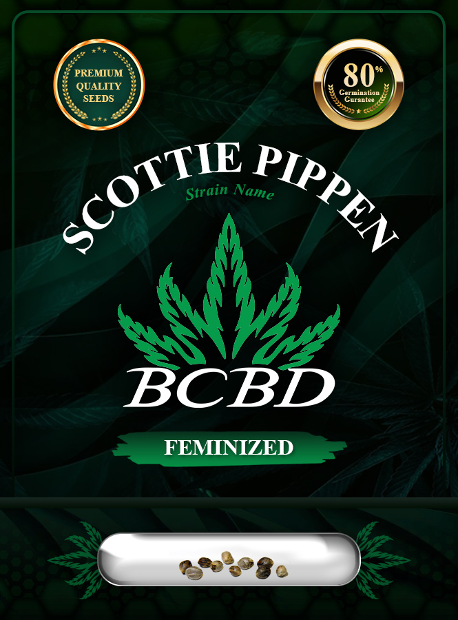 Scottie Pippen Strain Feminized Marijuana Seeds