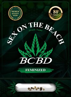 Sex on the Beach Strain Feminized