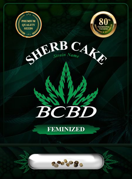 Sherb Cake Strain Feminized
