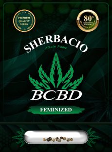 Sherbacio Strain Feminized