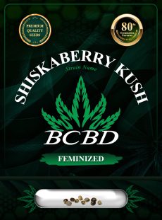 Shiskaberry Kush Feminized
