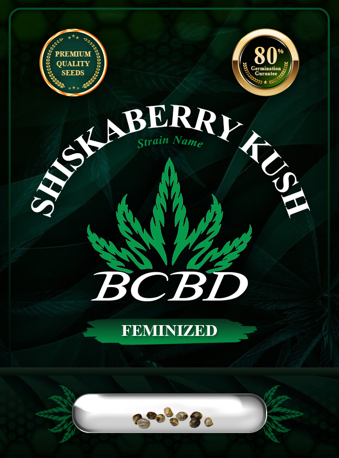 Shiskaberry Kush Feminized Marijuana Seeds