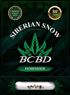 Siberian Snow Strain Feminized