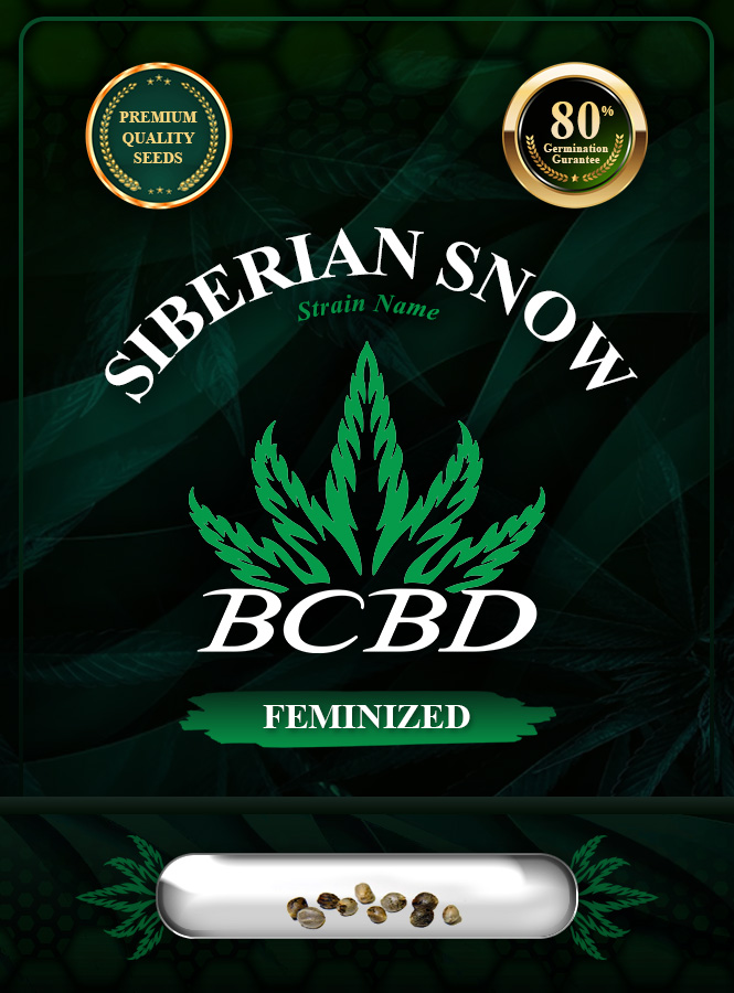 Siberian Snow Strain Feminized Marijuana Seeds