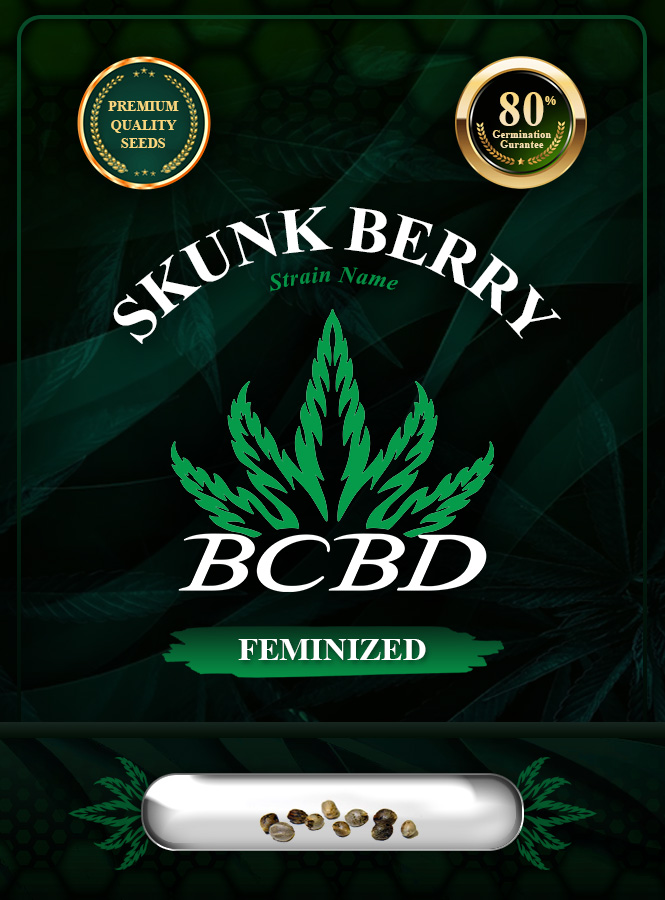 Skunk Berry Strain Feminized Marijuana Seeds