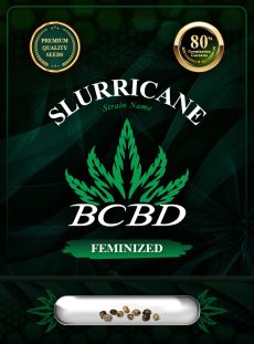 Slurricane Strain Feminized