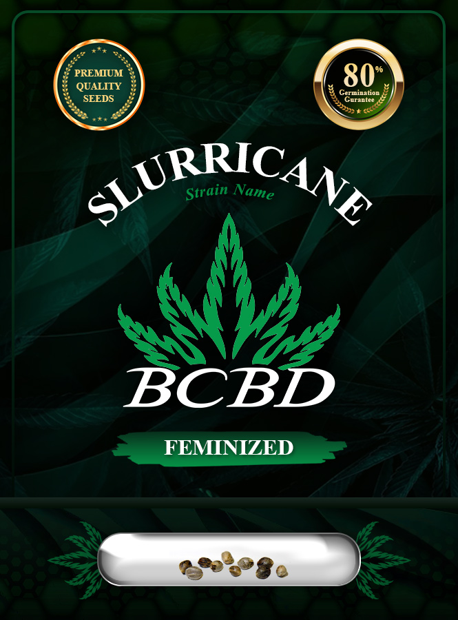 Slurricane Strain Feminized Marijuana Seeds
