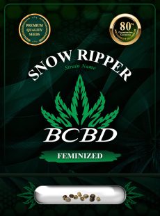 Snow Ripper Strain Feminized