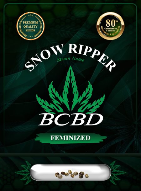 Snow Ripper Strain Feminized