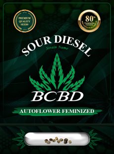 Sour Diesel Strain Autoflowering