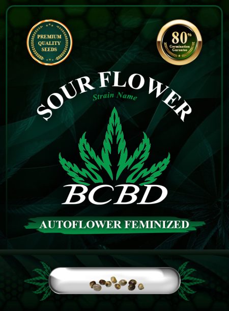Sour Flower Strain Autoflowering