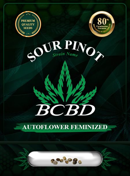 Sour Pinot Strain Autoflowering