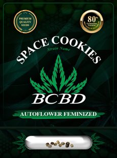 Space Cookies Strain Autoflowering