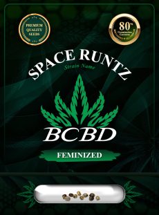 Space Runtz Strain Feminized