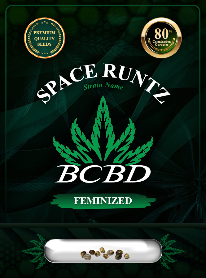 Space Runtz Strain Feminized Marijuana Seeds