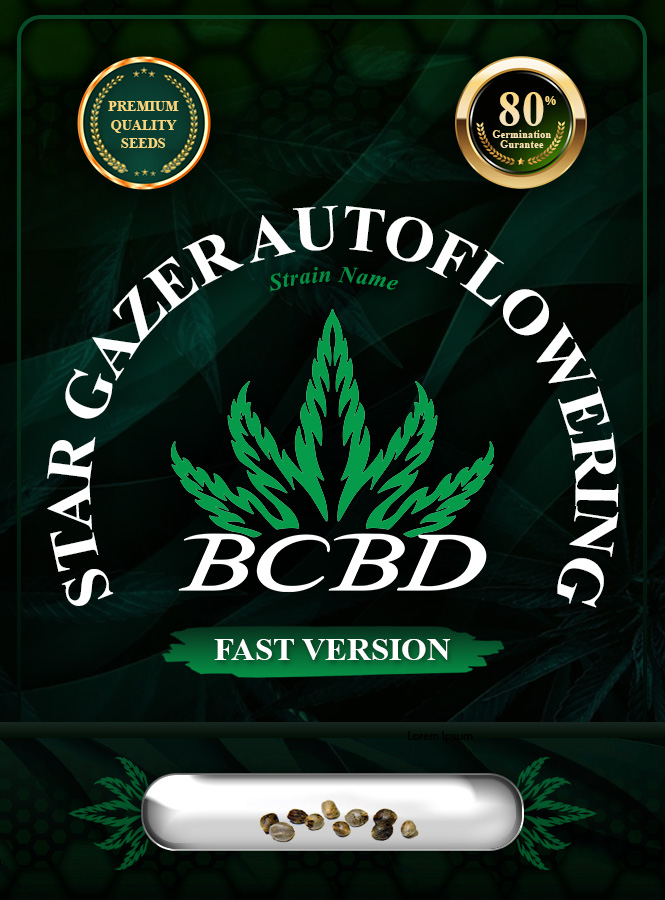 Star Gazer Strain Autoflowering Fast Version Marijuana Seeds