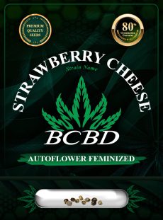 Strawberry Cheese Strain Autoflowering