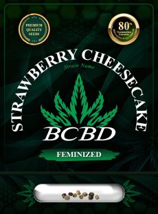 Strawberry Cheesecake Strain Feminized