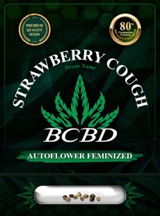 Strawberry Cough Strain Autoflowering