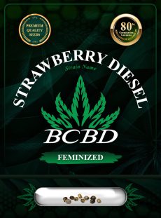 Strawberry Diesel Strain Feminized