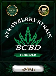 Strawberry Strain Feminized