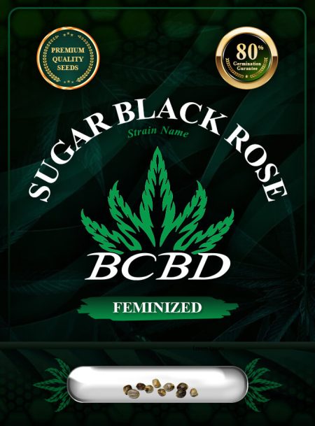 Sugar Black Rose Strain Feminized