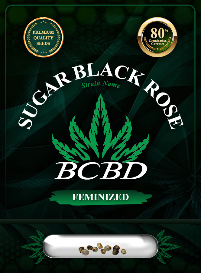 Sugar Black Rose Strain Feminized Marijuana Seeds