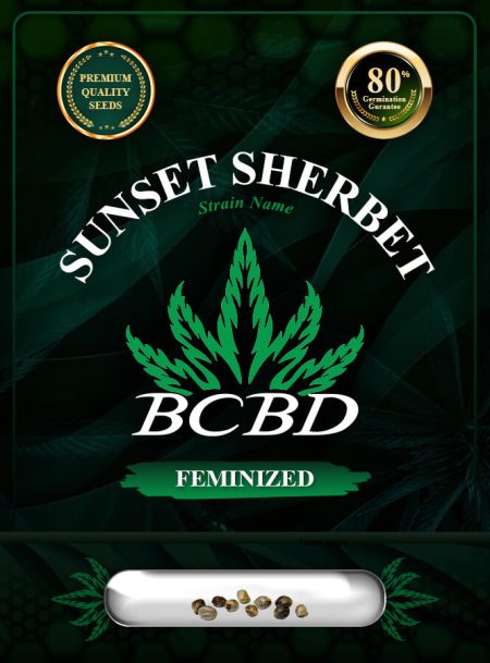 Sunset Sherbet Strain Feminized