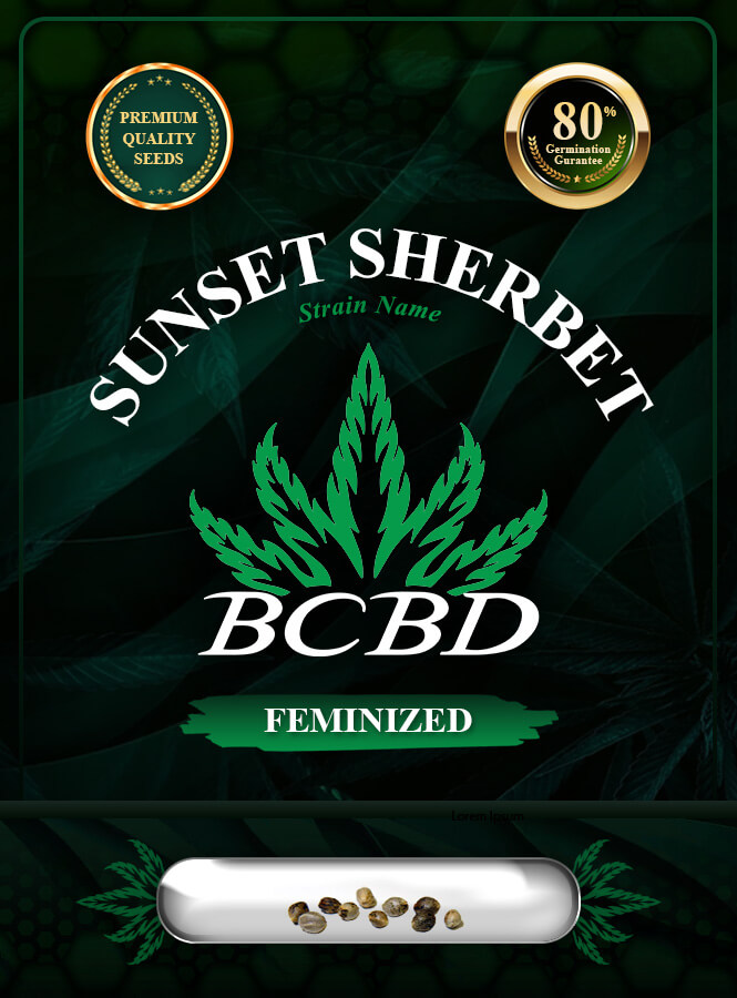 Sunset Sherbet Strain Feminized Marijuana Seeds