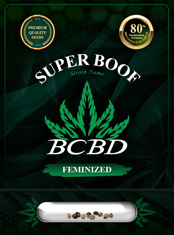 Super Boof Strain Feminized Marijuana Seeds
