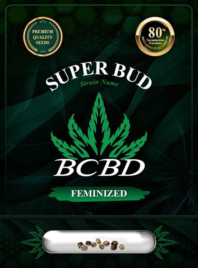 Super Bud Strain Feminized Marijuana Seeds