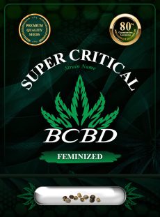 Super Critical Strain Feminized