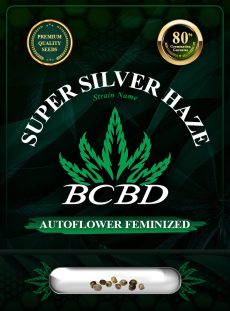 Super Silver Haze Strain Autoflowering