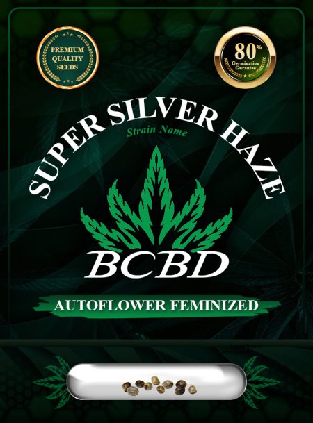 Super Silver Haze Strain Autoflowering