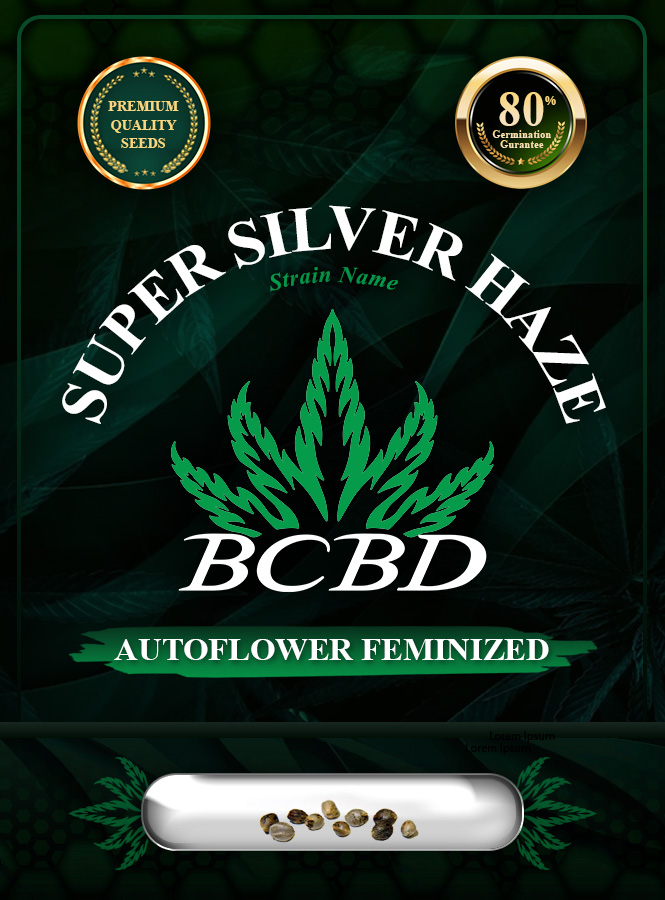 Super Silver Haze Strain Autoflowering Marijuana Seeds