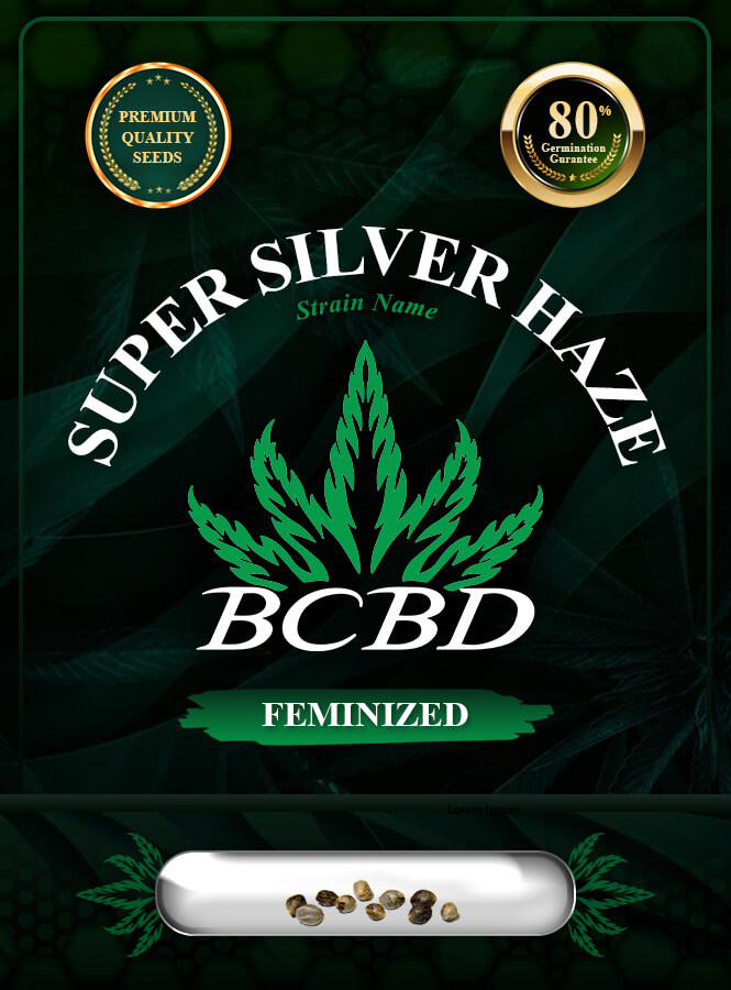 Super Silver Haze Strain Feminized Marijuana Seeds