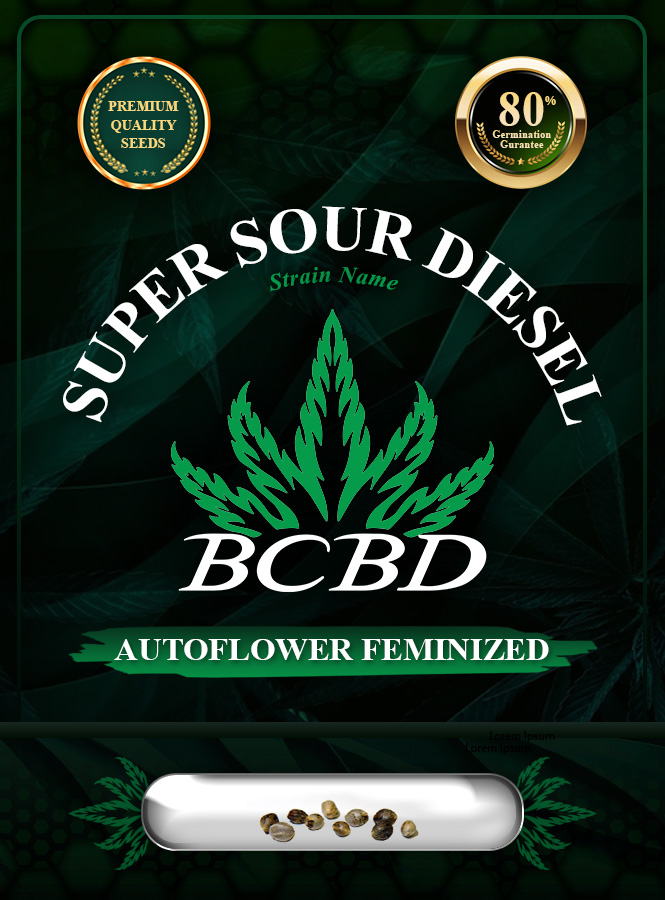 Super Sour Diesel Strain Autoflowering Marijuana Seeds