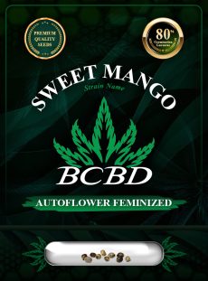 Sweet Mango Strain Autoflowering