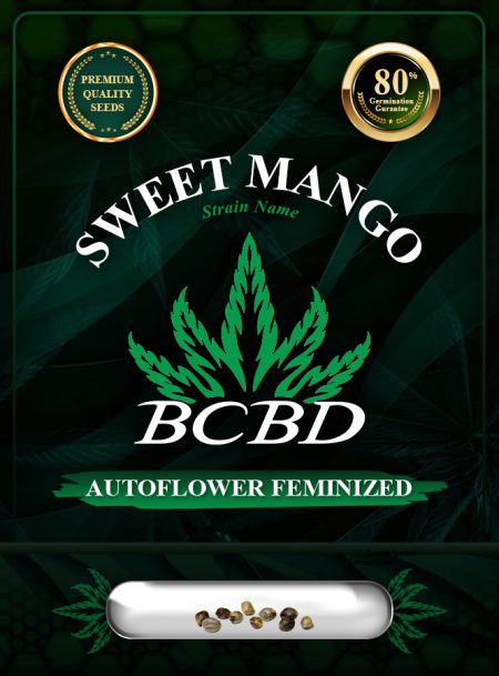 Sweet Mango Strain Autoflowering